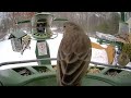 Super Triple Feeder in New England! Chickadee, Sparrow, Junco, Cardinal, Titmouse Warbler Woodpecker