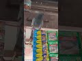 kabutari bole kabutar se