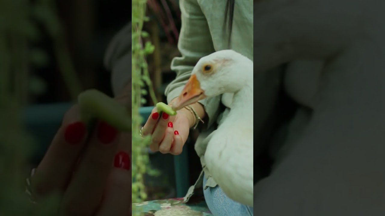 Weevely Wooden Product Promotional Video