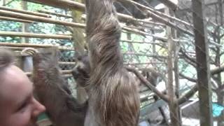 Sloth Attack! Details