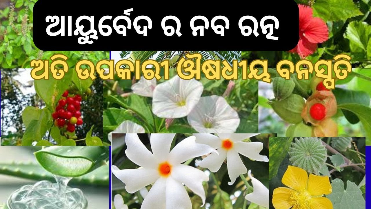 ଆୟୁର୍ବେଦର ନବ ରତ୍ନ🌿 ୯ଟି ଶକ୍ତିଶାଳୀ ଔଷଧୀୟ ଗଛ | Top 9 Powerful Medicinal Plants in Odia