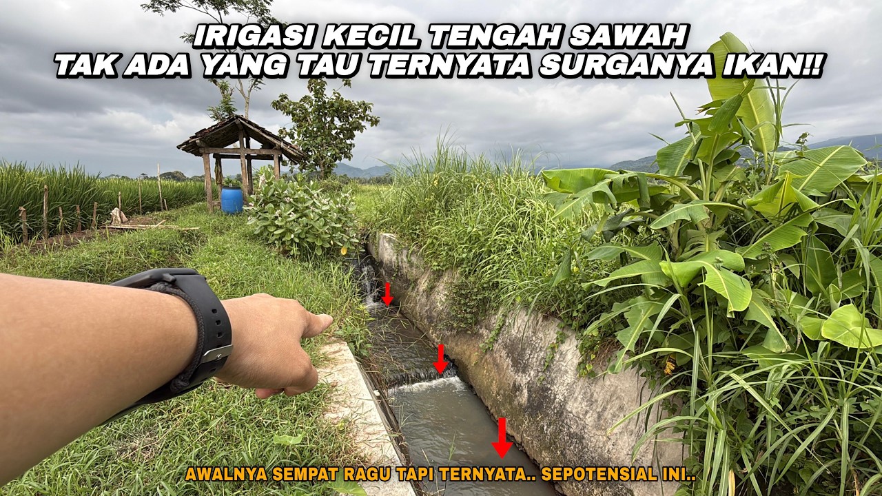 IRIGASI SEKECIL INI TAPI ISINYA RIBUAN IKAN!! Mancing wader teknik kumbul umpan rasbora dan cacing