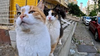 Facing the Stray Calico Cat Gang