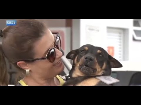 Vídeo: Pet Scoop: Serviço de cão caminha para proprietário na formatura, meteorologista resgata o gatinho