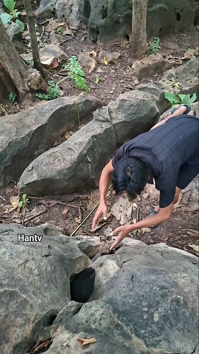 nangkap unggas jantan di mulut batu #shortsvideo