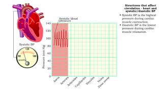 Structures that affect circulation - heart and systolic/diastolic BP