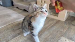 液状おやつの食べ方が豪快な子猫かぐ告兄妹日記52Kitten With A Dynamic Way Of Eating Treats.