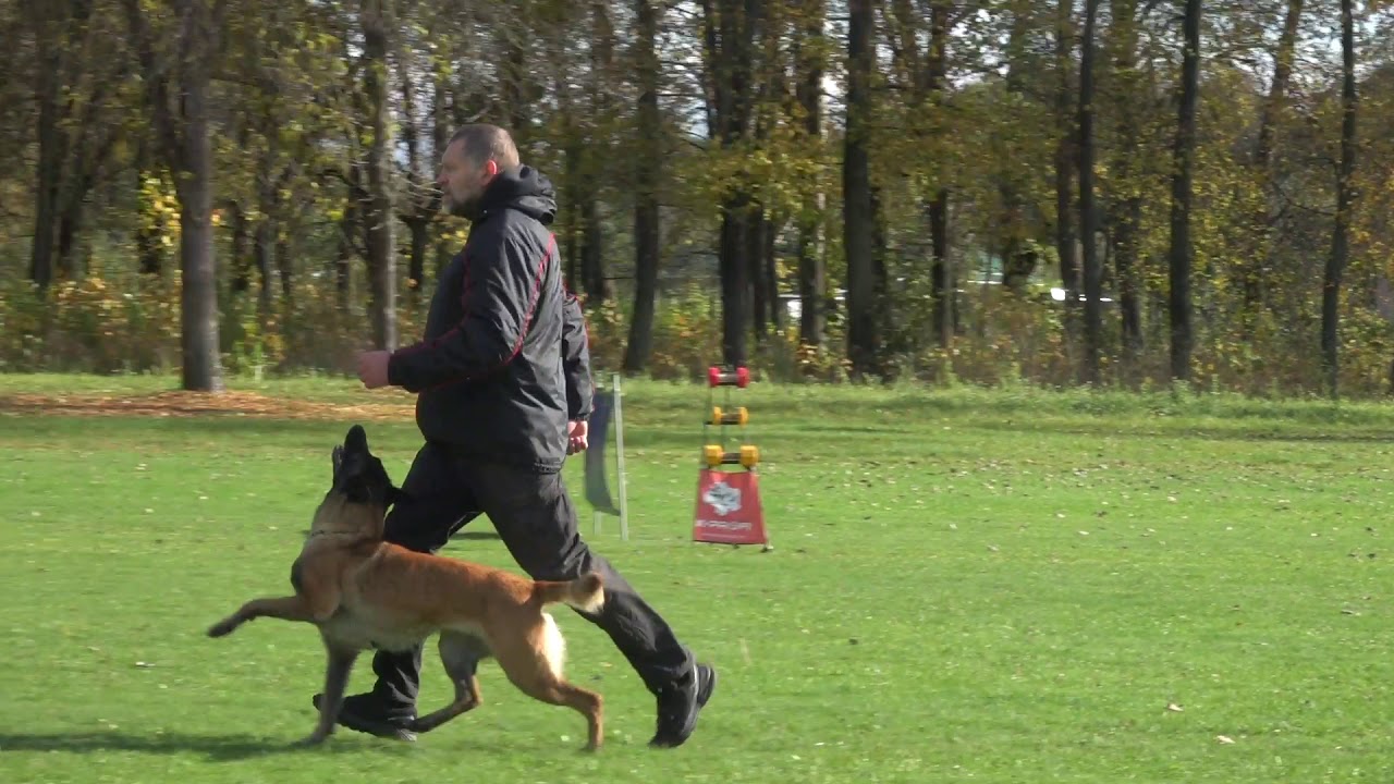 Дикая Лонга IGP3 B -93