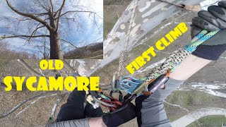 First Climb in an Old Sycamore _ Recreational Tree Climbing