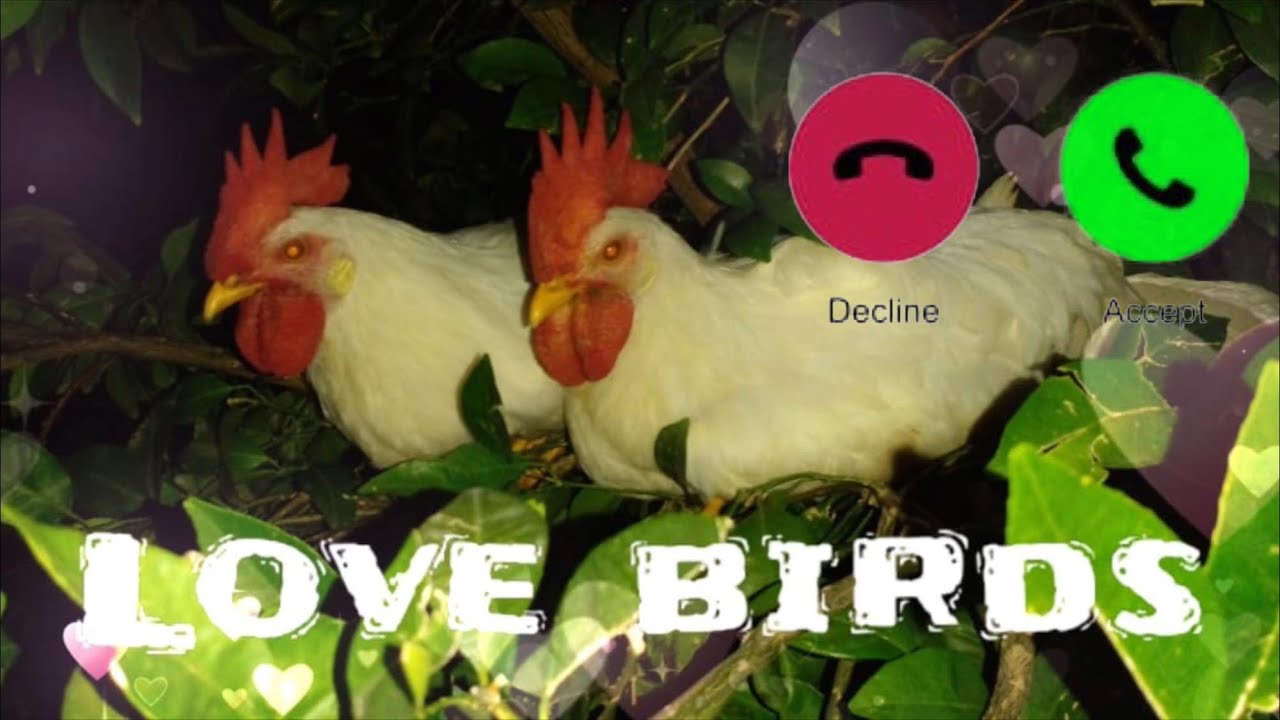  Hen SMS tone best notification ringtone love bird message