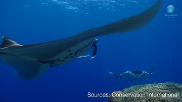 MantaWatch Internship Program 2019 - Ratih Rachma - Jenderal Soedirman University