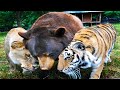 Unbelievable Animals Who Adopted Other Animals