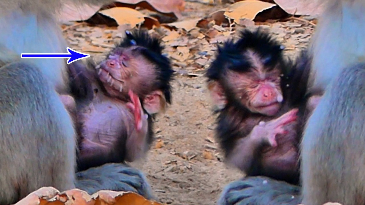 Oh God! Newborn Monkey was ignored by Its monkey mother