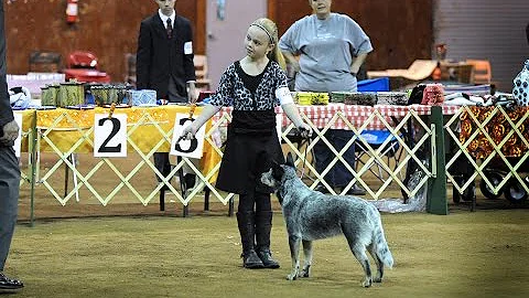 Erica Matherly ~ Dog showing and handling fun!
