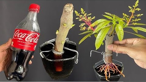 SUPER SPECIAL TECHNIQUE for breeding MANGO with coca-cola, super fast growth, super fruit