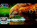 Ultra Clear 8K HDR 120FPS Dolby Vision – Experience the World Like Never Before