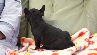 フレンチブルドッグの子犬2013.06.27-4