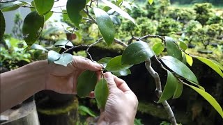 ヤブツバキ(山採りから10年ほどの素材）針金掛け ♯509 - YouTube