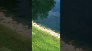 Grass carp
