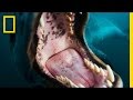 Face-to-Face with a Leopard Seal | Nat Geo Live