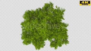 Top Down Oak Tree | Motion Graphics - Envato elements