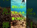 【石垣島】シュノーケリングを楽しむコツ!御年82歳、初シュノーケル!3月8日 ツアー動画 #shorts