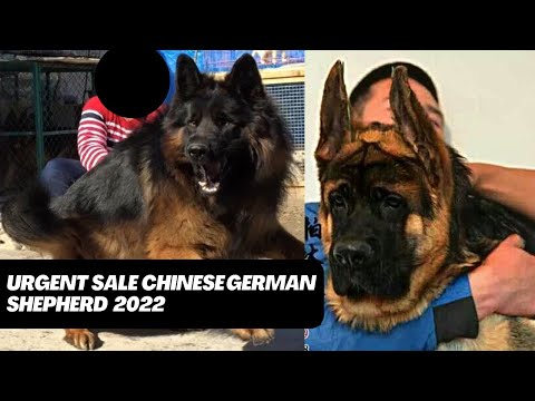 Urgent sale |Mace Bulk Chinese Shepherd |mace bulk chinese shepherd price | dogsbreedofficial 2022