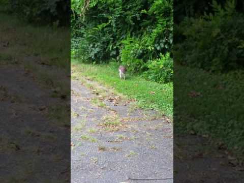 Hawk eating a mouse Mother nature Food chain