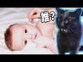 黒ちゃんも驚きの動画