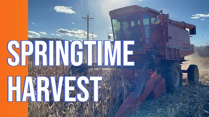 Springtime Harvest with IH 1460 Combine