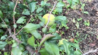 Видео сегодняшнего дня! Четверг!Собираю Колю на работу. Обычные дела.# Всем прекрасного настроения.! Видео: Видео сегодняшнего дня! Четверг!Собираю Колю на работу. Обычные дела.# Всем прекрасного настроения.!