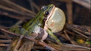 Boreal chorus frogs calling their little hearts out. - YouTube