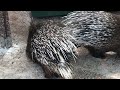 Умилительный малышок у дикобразов! Тайган Cute little porcupines! Taigan