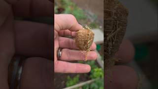 Releasing freshly hatched Praying Mantis babies into our garden to protect our plants