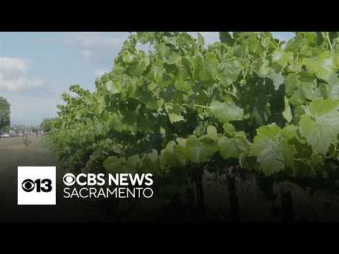Why San Joaquin County vineyards are harvesting early