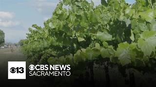 Why San Joaquin County vineyards are harvesting early