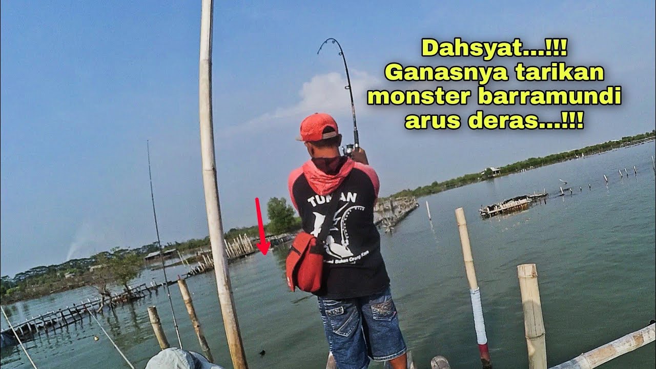 Babon barramundi sungai arus deras...!!! tarikannya edyan...!!!
