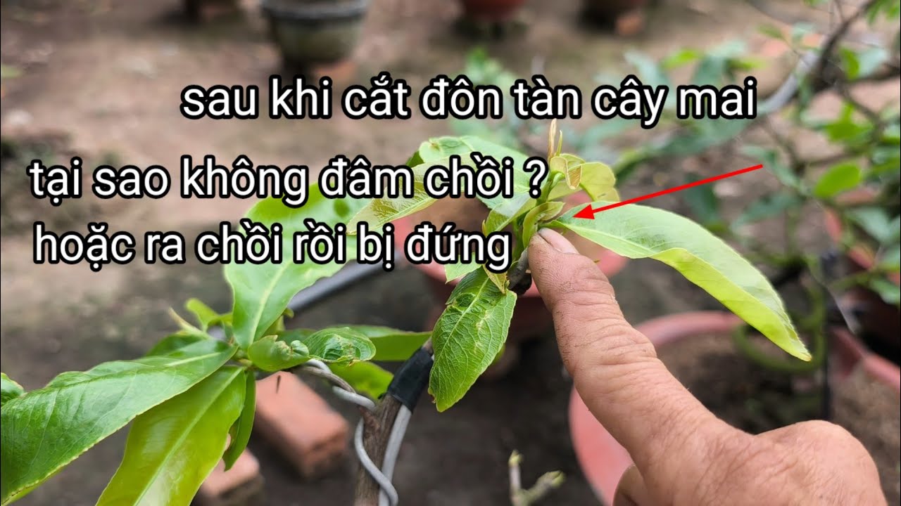 18-1ÂL!cách khắc phục cây mai không ra chồi sau khi cắt đôn tàn sau tết,giúp cây đâm chồi mạnh.