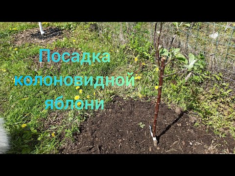 Посадка КОЛОНОВИДНОЙ яблони.Обзор саженца из питомника Никитенко Александра.