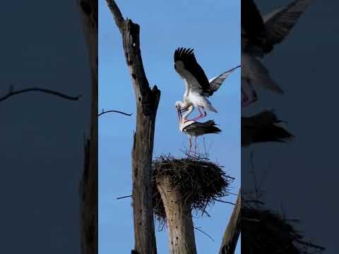 الحب بين طيور اللقلق