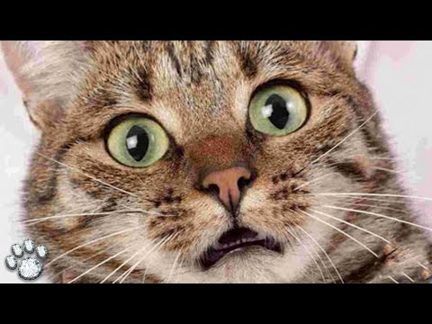 Videó: Az állatorvos bosszúja: Pills for Your Cat
