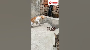 how cats kill snakes #catvssnake#shorts