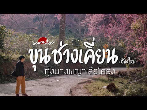 ขุนช่างเคี่ยน ดอกพญาเสือโคร่งกำลังบานสะพรั่ง มอเตอร์ไซค์เล็กๆก็ไปได้ | เชียงใหม่ | Toon to go