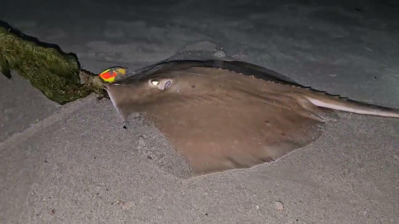 Pescaria noturna com muita ação de peixes