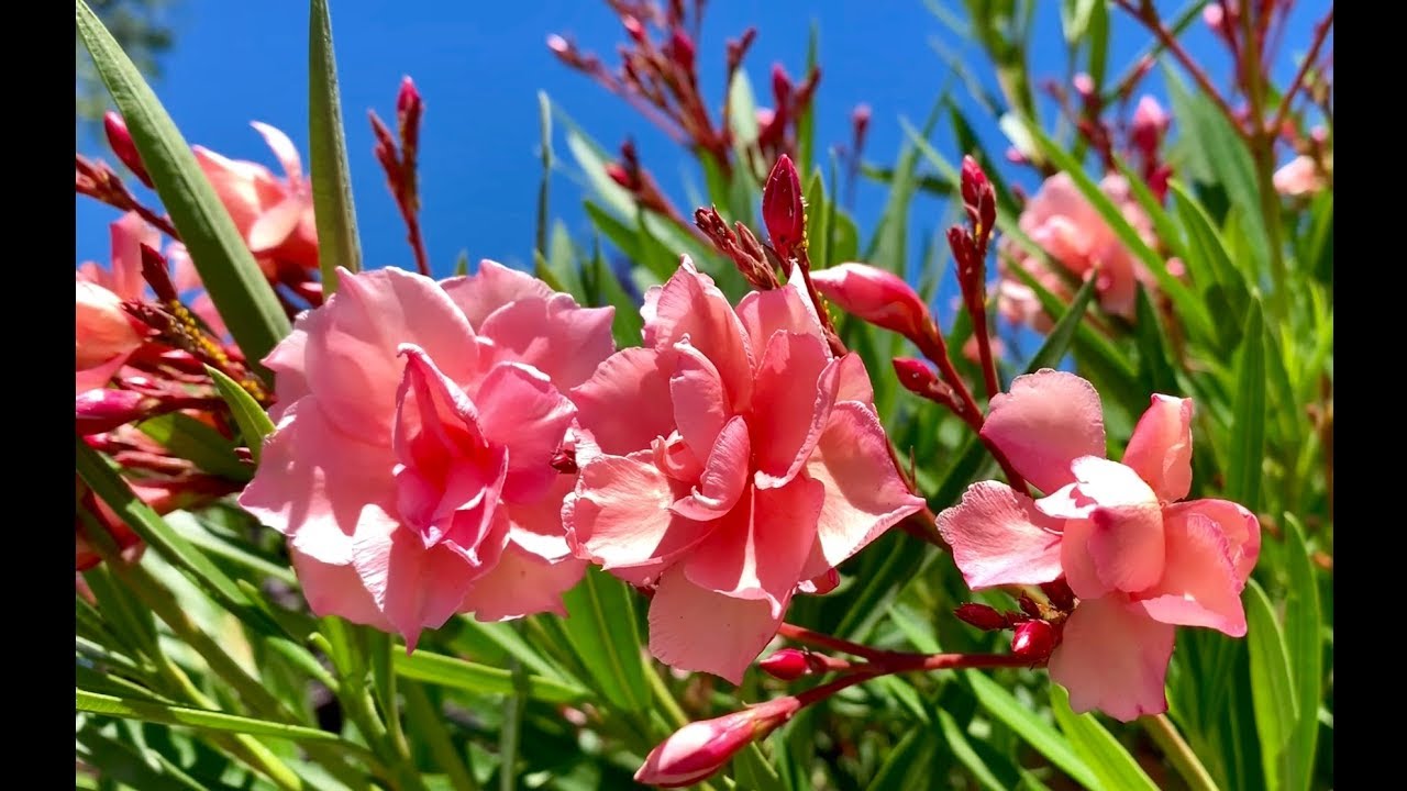 Oleander Flowers (Assorted Colors) - YouTube