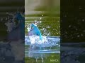 The Vibrant Colors and Unique Behaviors of Beautiful Birds