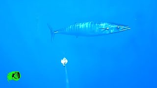 crazy trollingcam compilation, Wahoo, Bonito, Amberjack and Cuda