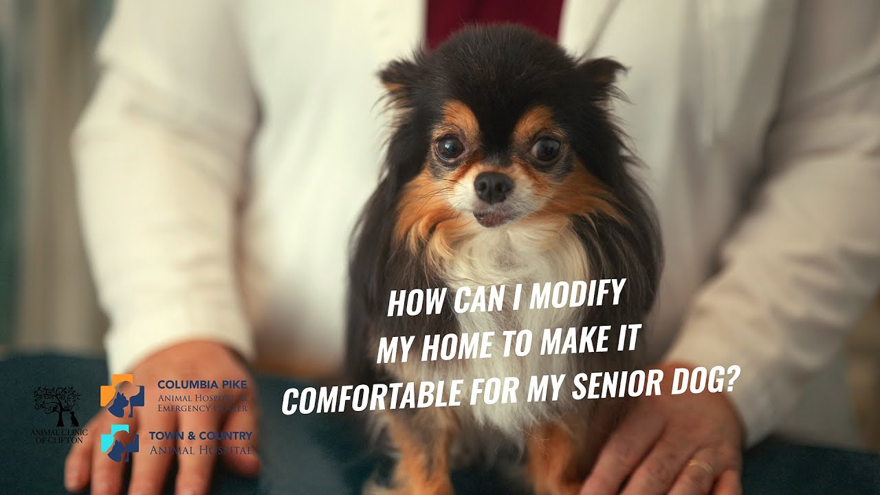 Senior Dog Care Part 2 | Home Modifications, Comfort, and End-of-Life Tips with Dr. Nancy Barnett