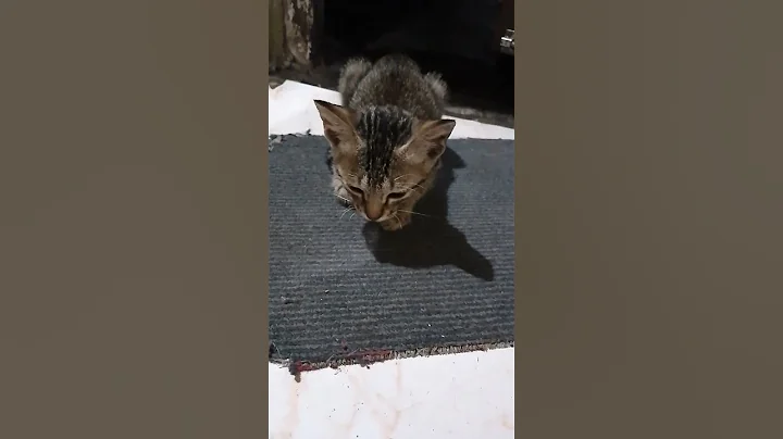 My pets #cat #turtle and #fishes #herefishes #shorts