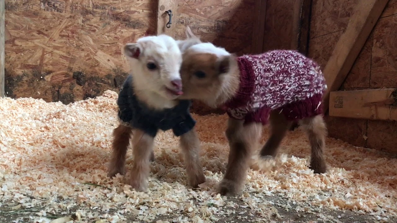 Sassy Goat Siblings-2 Days Old 